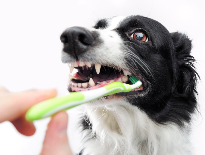 San Jose Pet Dentists